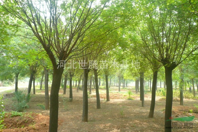 國槐圖片 國槐樹圖片 國槐大樹價(jià)格