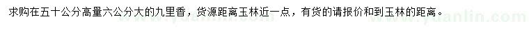 求購50公分量6公分九里香
