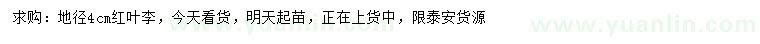 求購地徑4公分紅葉李