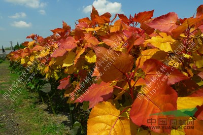 福建三明“紅霞楊”種條（金紅楊全紅楊彩楊黃紅楊）