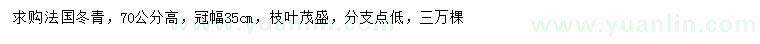求購(gòu)高70公分法國(guó)冬青