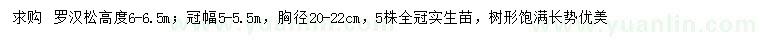 求購高6-6.5米羅漢松