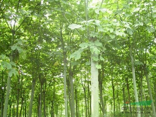 速生法桐 海棠 垂柳