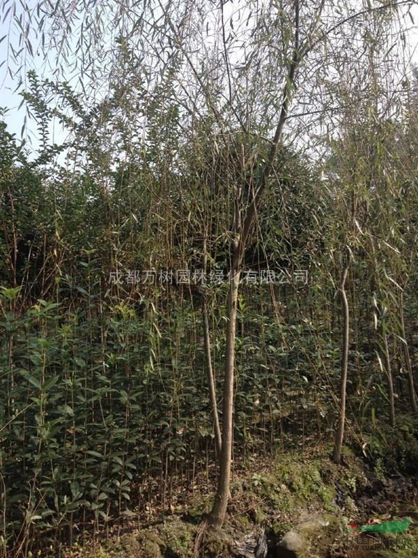 垂柳 供應(yīng)成都垂柳 垂柳照片 5-8公分垂柳 萬(wàn)樹園林售