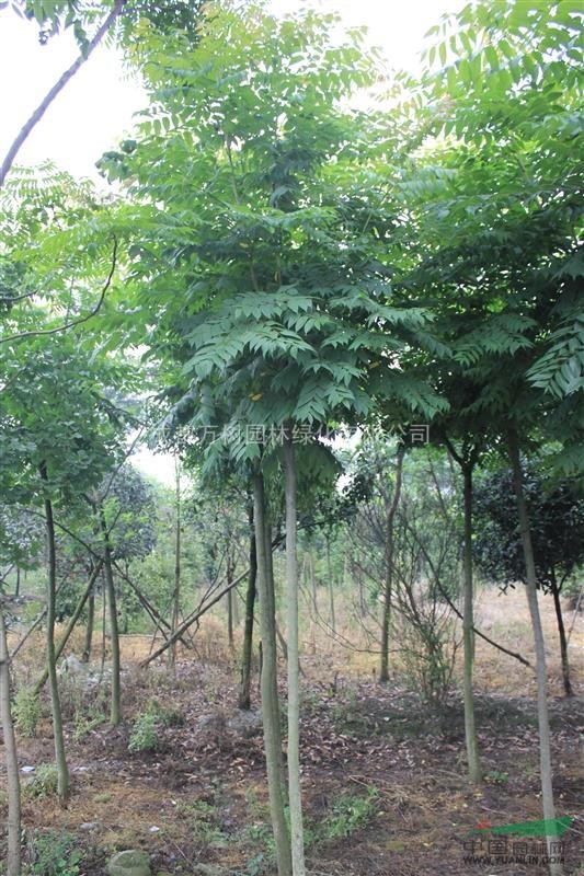欒樹 供應成都欒樹 欒樹行道樹 6-8公分欒樹  萬樹園林售