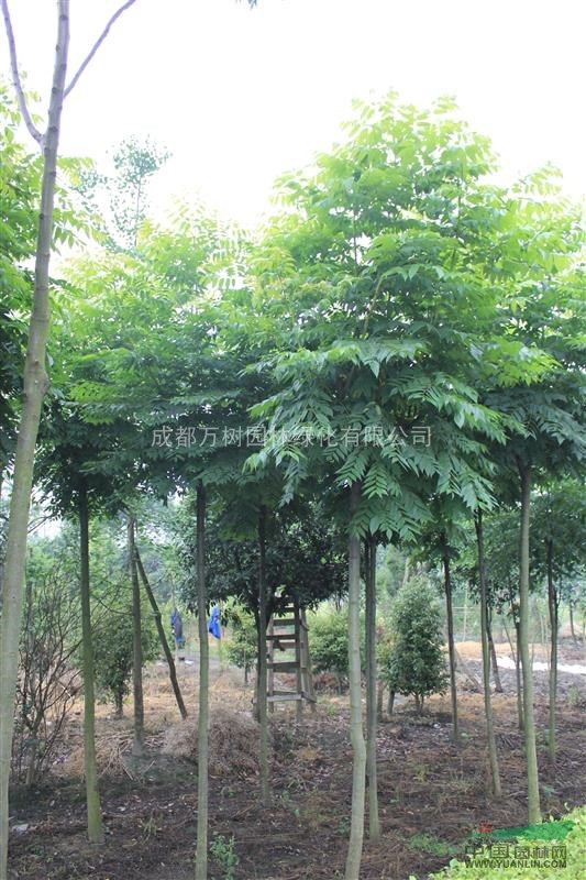 欒樹 供應成都欒樹 欒樹行道樹 6-8公分欒樹  萬樹園林售