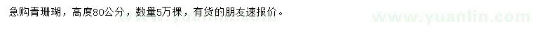 求購高80公分青珊瑚