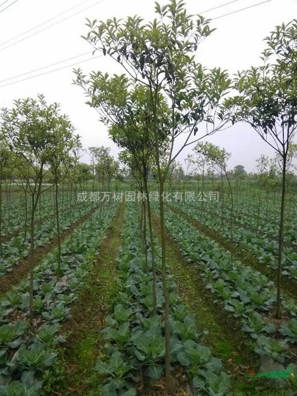 桂花 供應(yīng)成都高桿八月桂 3-4公分照片  八月桂批發(fā)