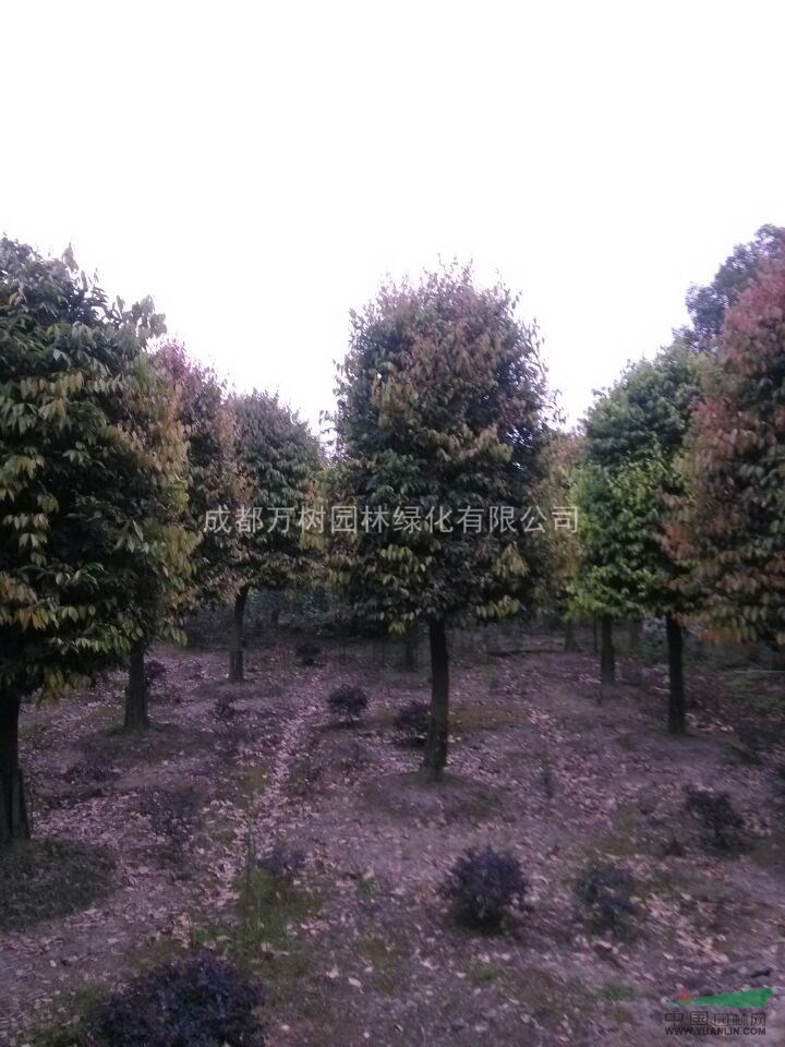 天竺桂 供應(yīng)成都天竺桂  天竺桂行道樹 截桿天竺桂