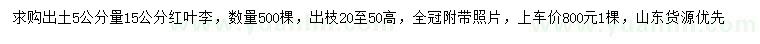 求購出土5公分量15公分紅葉李