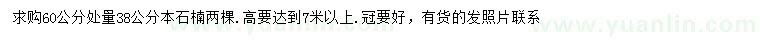 求購60量38公分本石楠