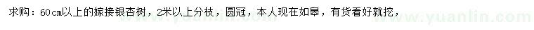 求購(gòu)60公分以上嫁接銀杏