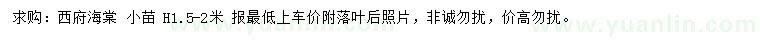 求購高1.5-2米西府海棠