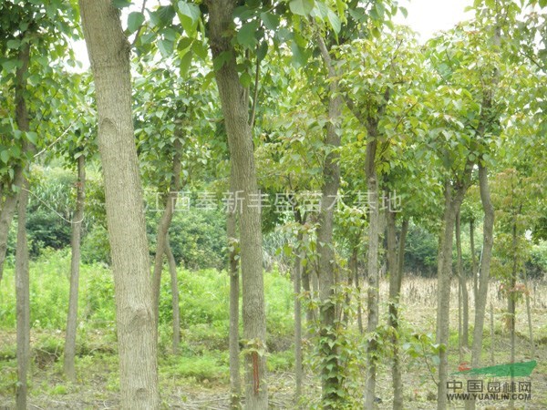 江西重阳木、2-15公分重阳木供应、重阳木最新价格