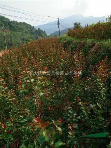 紅火球紫薇小苗批發(fā)