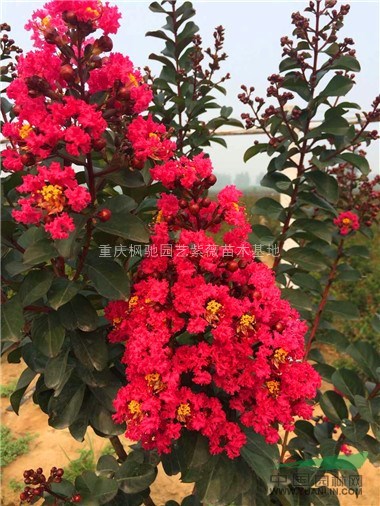 紅火球紫薇小苗批發(fā)