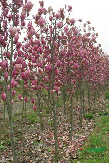2015年紅玉蘭的價(jià)格，紅玉蘭的圖片，紅玉蘭基地