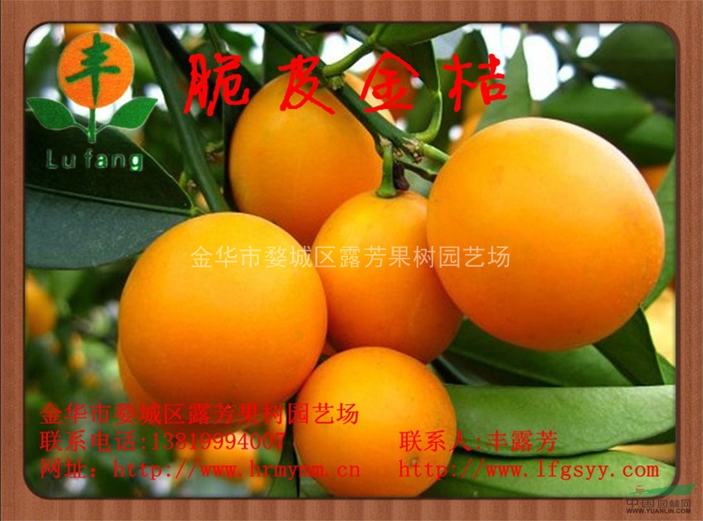 超甜滑皮金桔苗 脆皮金桔苗
