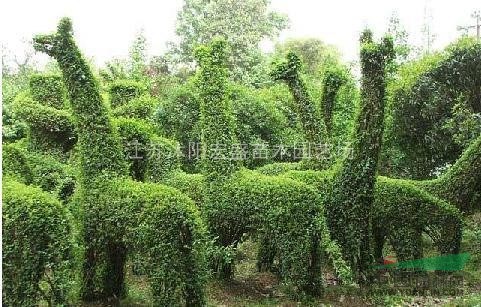 [供應(yīng)]大量批發(fā)小葉女貞苗,水臘苗,紅王子錦帶小苗 側(cè)柏苗