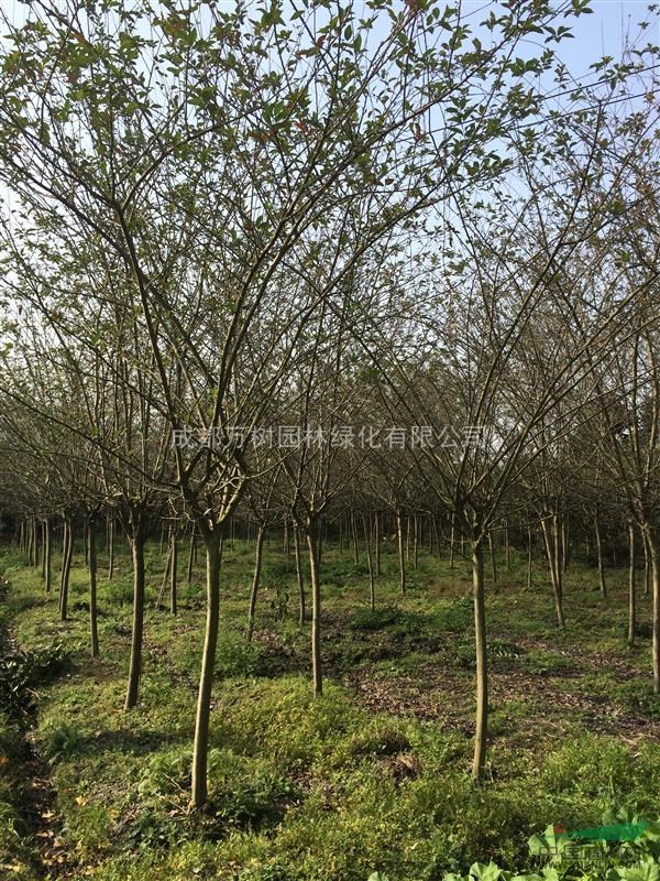 垂絲海棠 供應(yīng)成都垂絲海棠 8-9公分垂絲海棠 萬(wàn)樹園林售