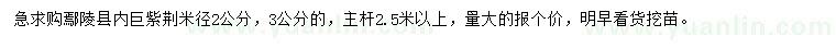求購(gòu)米徑2、3公分巨紫荊