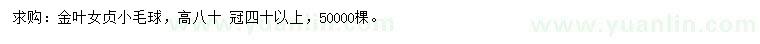 求購高80公分金葉女貞小毛球