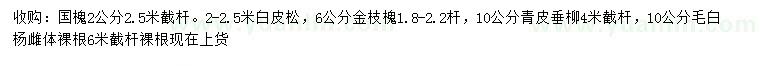 求購國槐、白皮松、金枝槐等