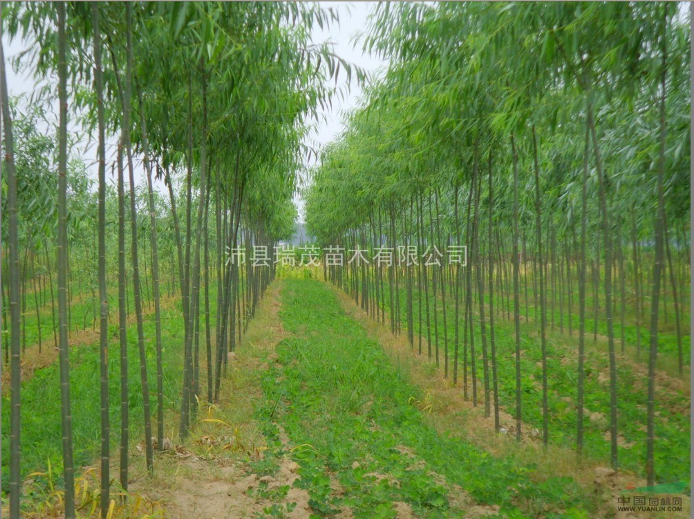 江蘇速生柳 江蘇竹柳 徐州竹柳，竹柳基地