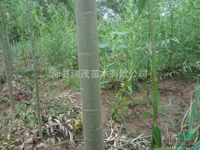 江蘇速生柳 江蘇竹柳 徐州竹柳，竹柳基地