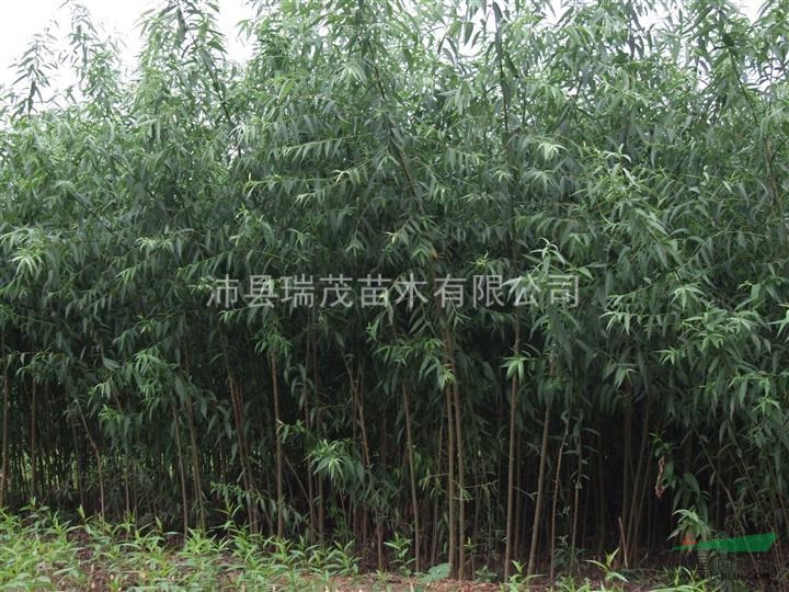 河南竹柳，山東竹柳，江蘇竹柳基地