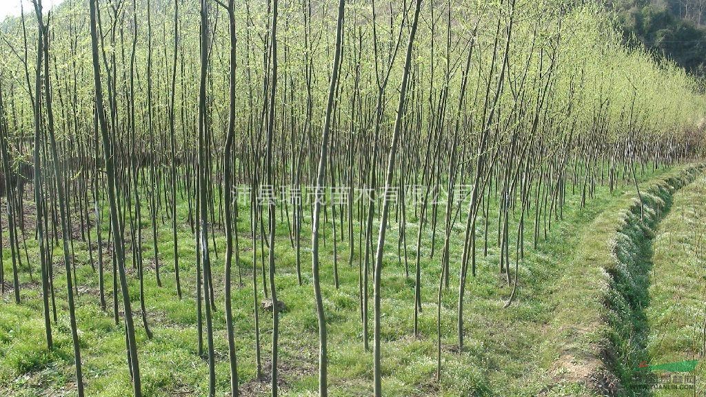 河南竹柳，山東竹柳，江蘇竹柳基地