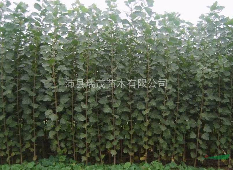 江蘇速生楊種植基地,楊樹(shù)苗種植基地,優(yōu)質(zhì)批發(fā)商