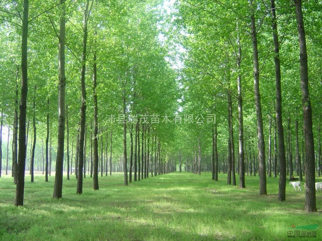 江蘇速生楊種植基地,楊樹(shù)苗種植基地,優(yōu)質(zhì)批發(fā)商