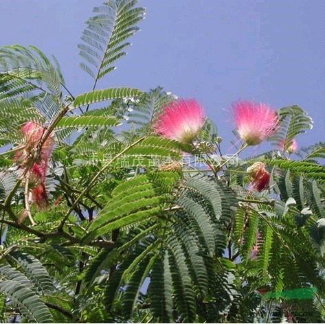 江蘇合歡小苗價格  合歡種植基地-合歡苗木公司