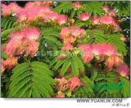 江蘇合歡小苗價格  合歡種植基地-合歡苗木公司