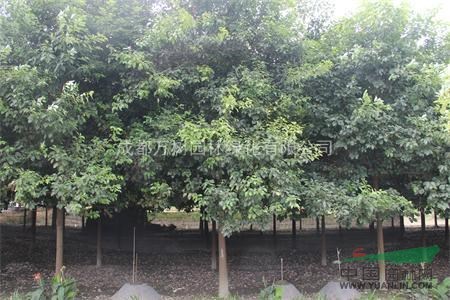 香樟 供應(yīng)成都香樟 香樟照片 香樟價(jià)格 18-20公分香樟