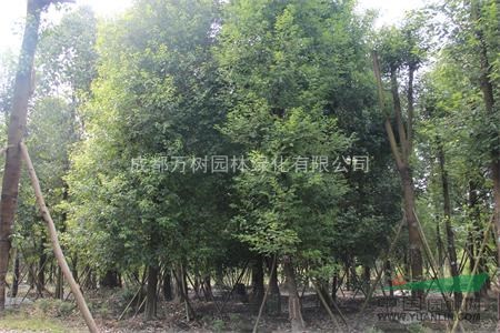 香樟 供應(yīng)成都香樟 香樟照片 香樟價(jià)格 18-20公分香樟