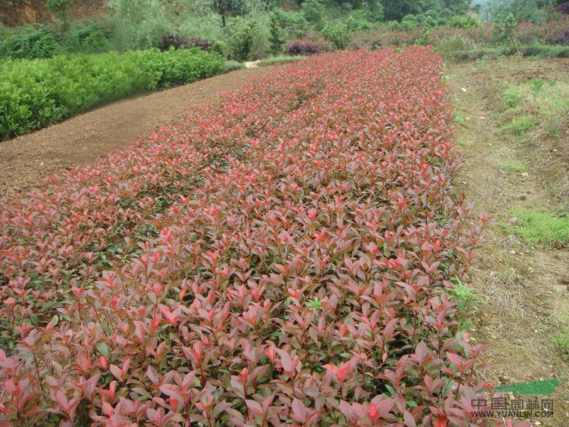 紅葉石楠100公分價(jià)格，120公分紅葉石楠價(jià)格，紅葉石楠