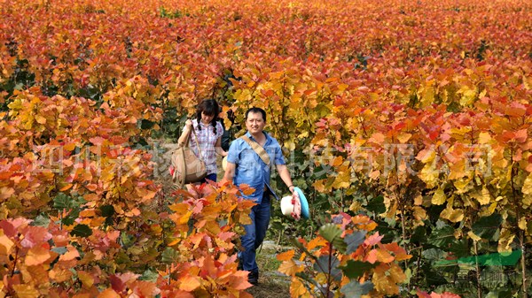 山東煙臺(tái)“紅霞楊”工程苗（金紅楊丹紅楊彩楊黃紅楊）