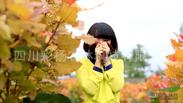 山東臨沂“紅霞楊”工程苗（金紅楊丹紅楊彩楊黃紅楊）