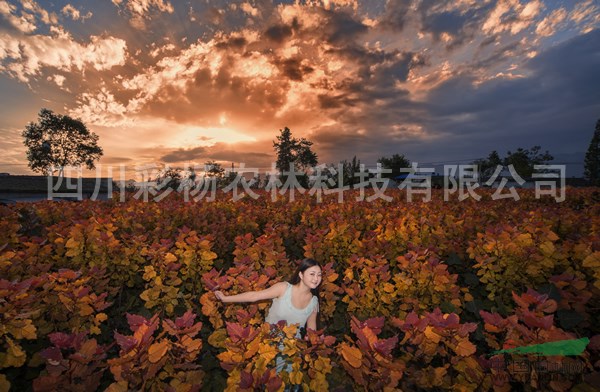 山東日照“紅霞楊”工程苗（金紅楊丹紅楊彩楊黃紅楊）