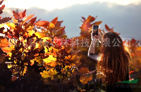 廣東肇慶“紅霞楊”工程苗（金紅楊丹紅楊黃紅楊）