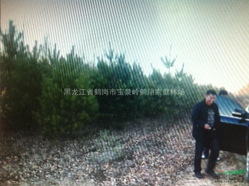 黑龙江地区3-5米的樟子松