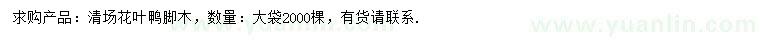求購花葉鴨腳木