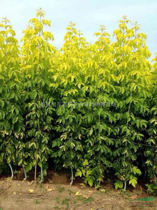 河北金葉復(fù)葉槭基地-保定金葉復(fù)葉槭價(jià)格
