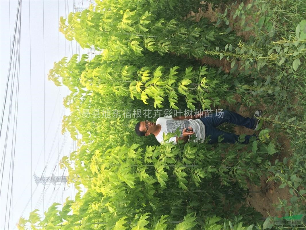 河北金葉復(fù)葉槭基地-保定金葉復(fù)葉槭價(jià)格