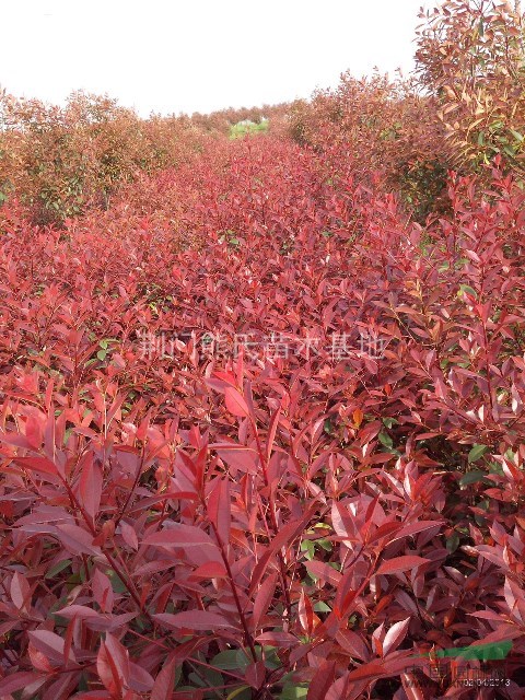 紅葉石楠，紅葉石楠盆苗，紅葉石楠價(jià)格，獨(dú)桿紅葉石楠供應(yīng)