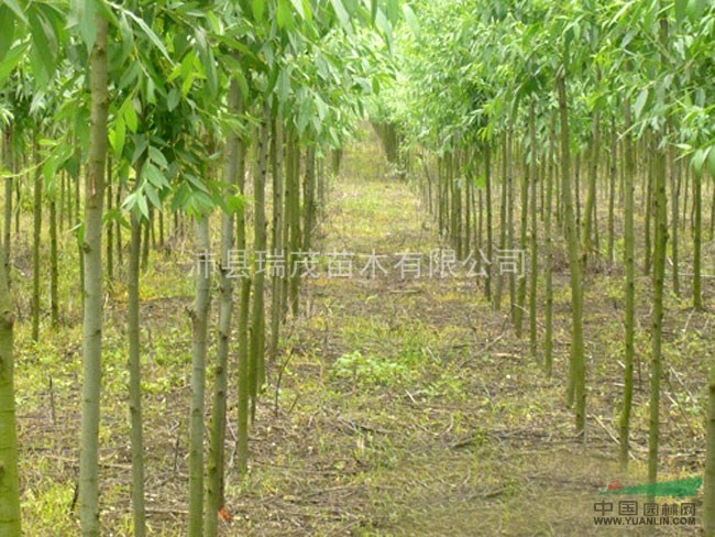 竹柳小苗價(jià)格