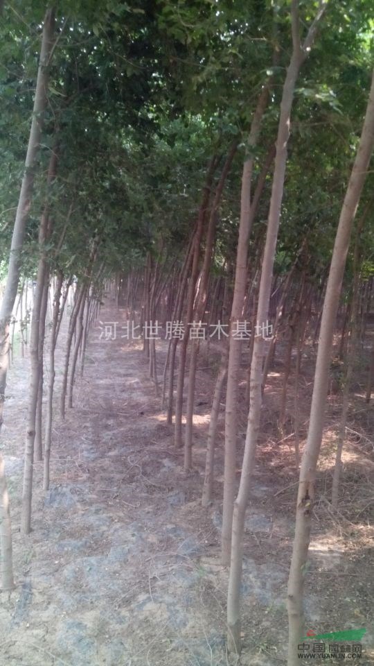 榆樹(shù)苗銷售  榆樹(shù)小苗 榆樹(shù)圖片