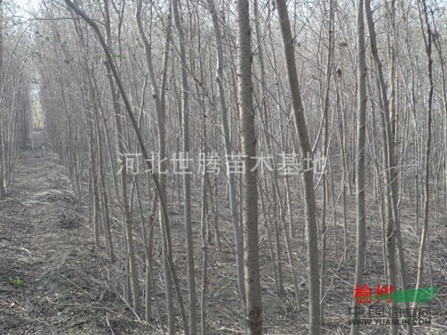 榆樹(shù)苗銷售  榆樹(shù)小苗 榆樹(shù)圖片